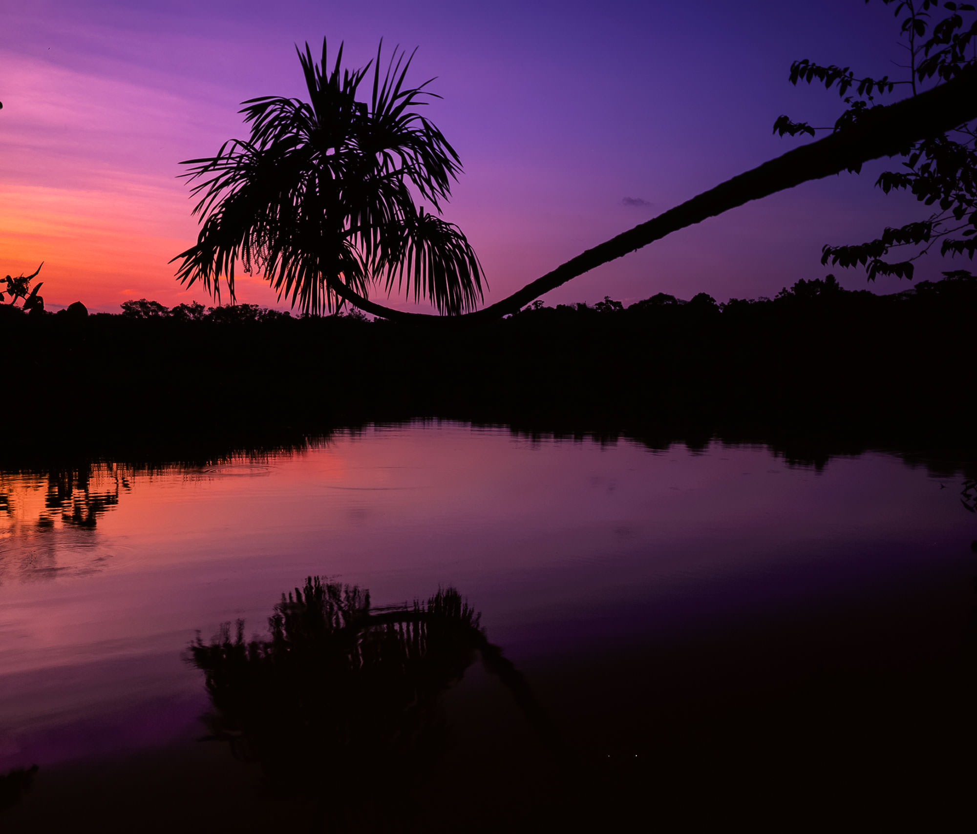 Flooded Amazon Blackwater Forest