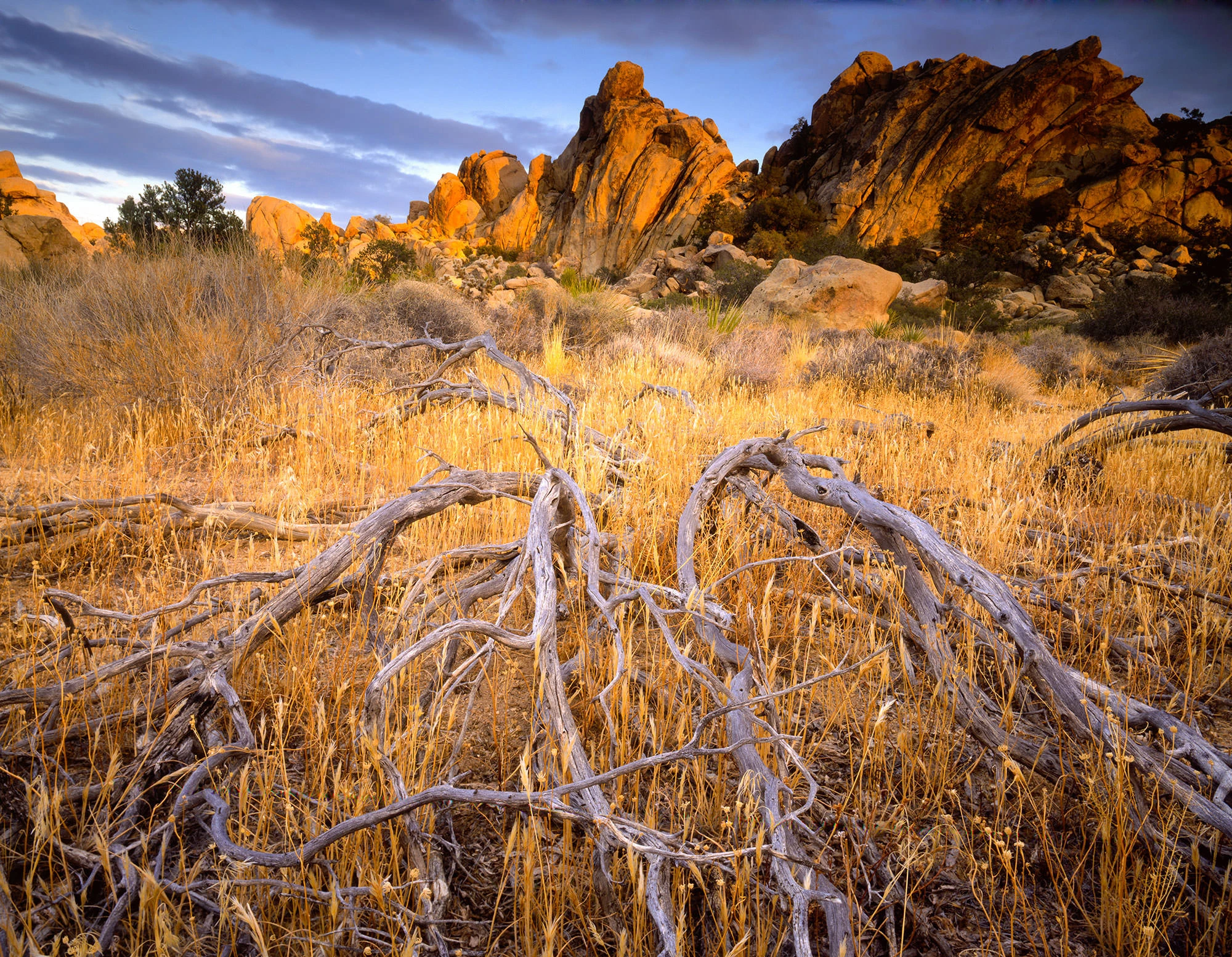 Four Seasons of the Western Mojave