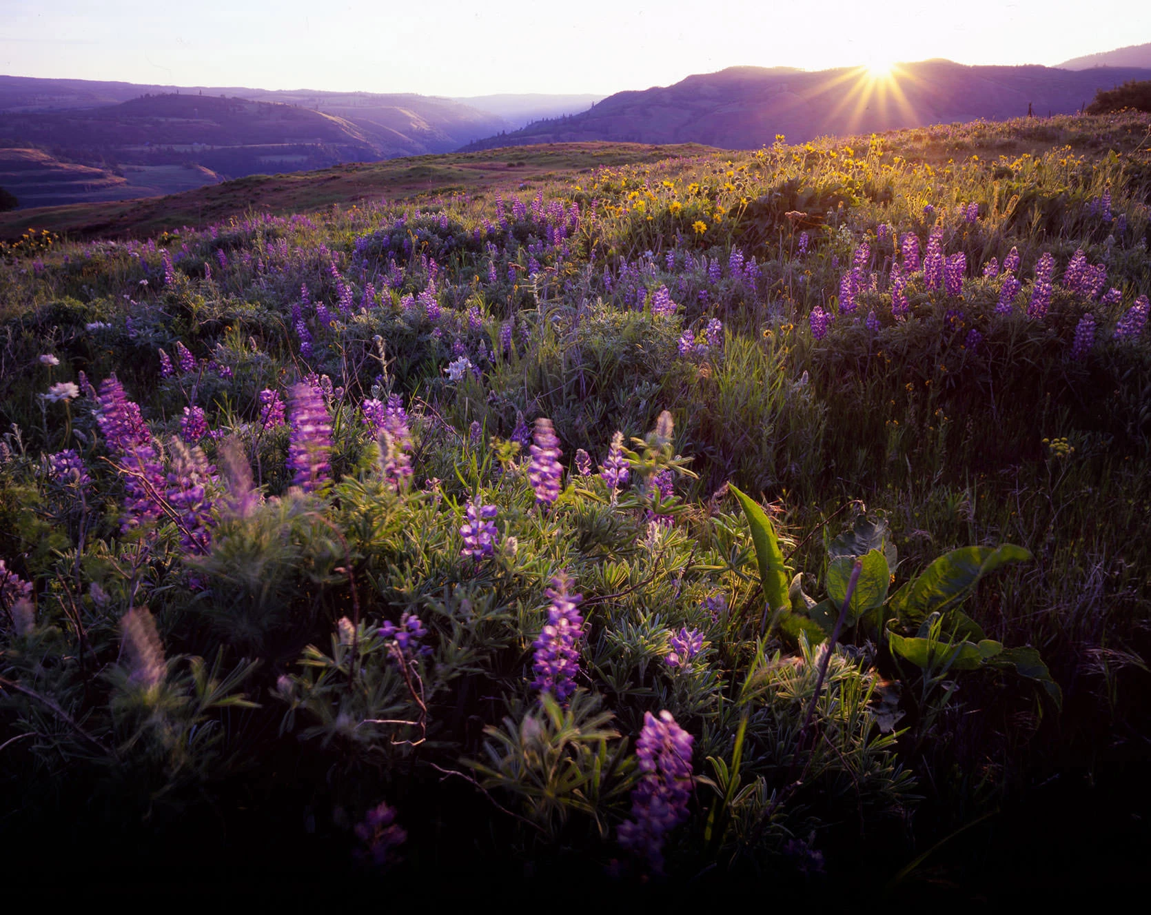 Shades of the Hood River Valley
