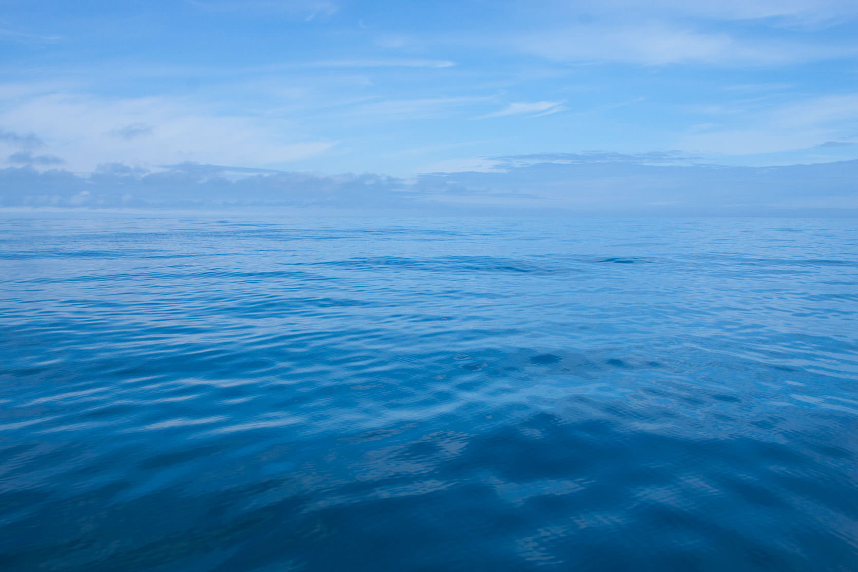 Birdwatching the Perpetua Sea Bank