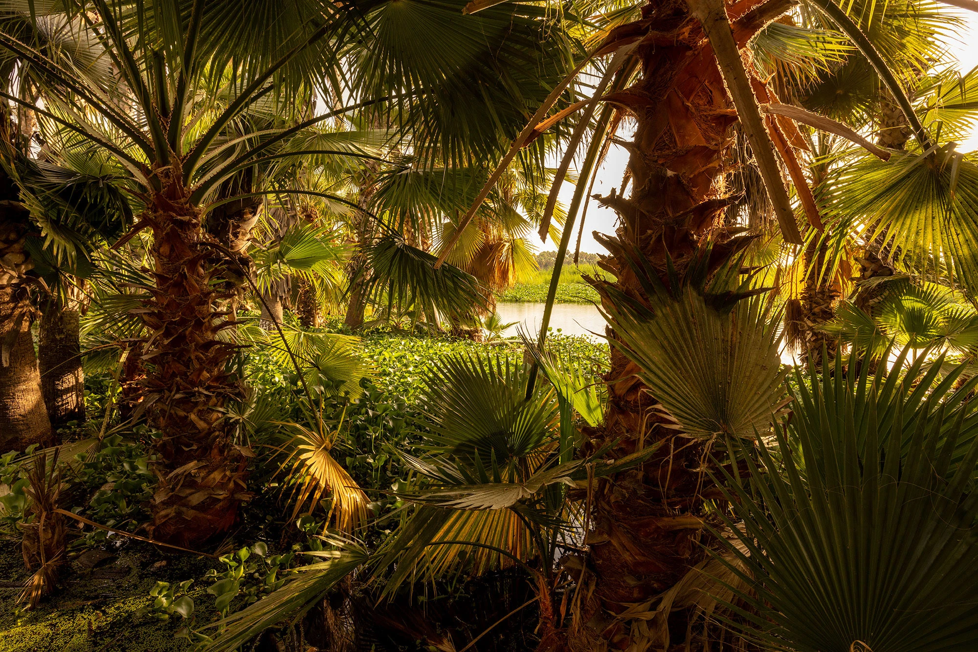 San Jose del Cabo Estuary