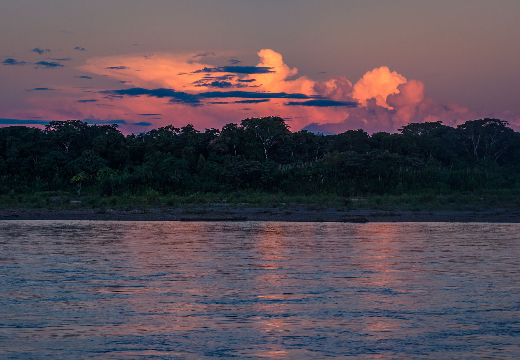 Scarlet Starsong on the Tambopata River