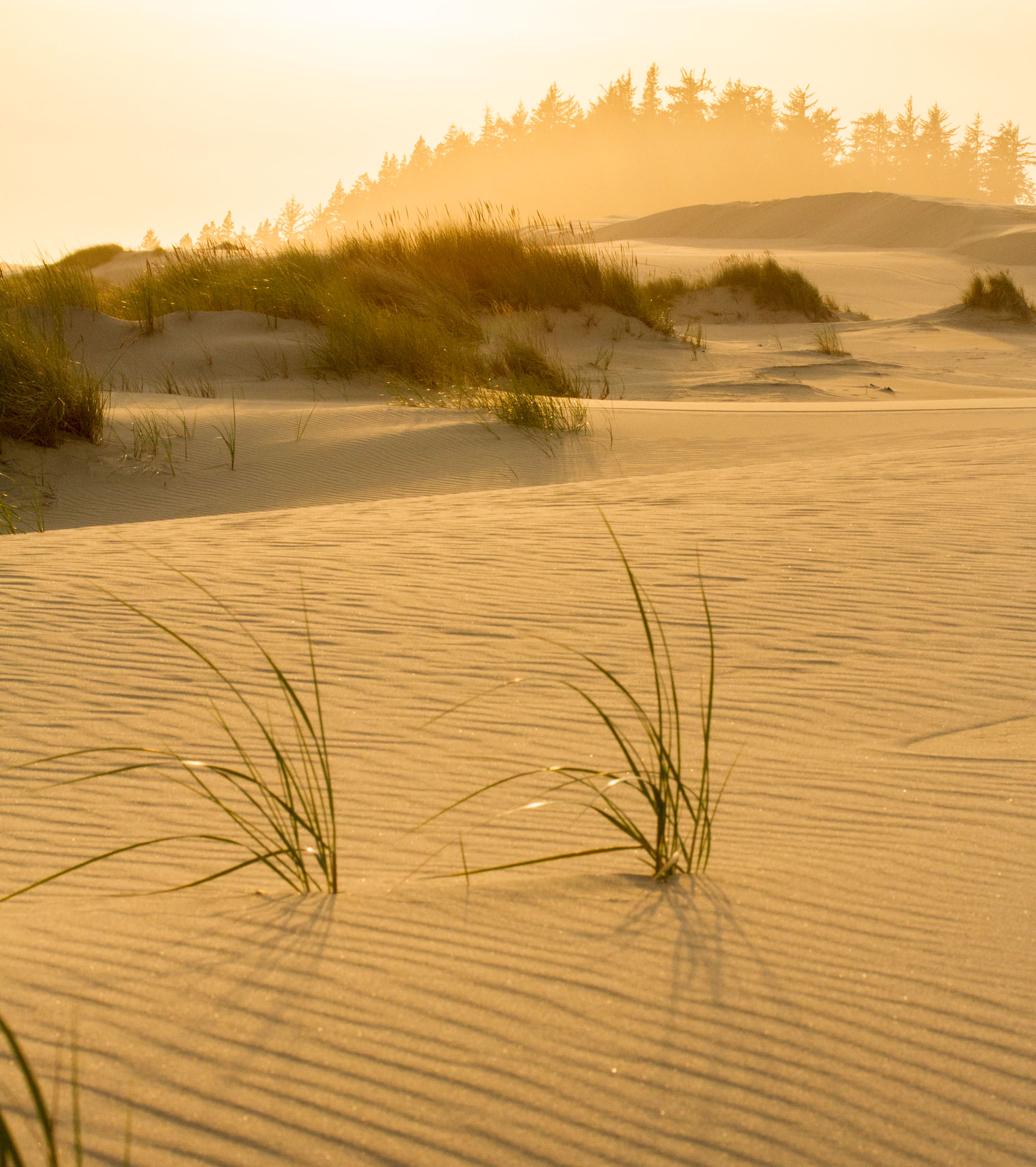 Umpqua Dunes Genesis